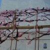 Зид издвојеног одељења Средње школе