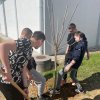 Засади дрво 2024.